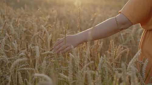Hand Touching Golden Wheat in Field at Sunset