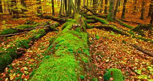 Vista do interior da velha floresta com tronco coberto de musgo no outono.