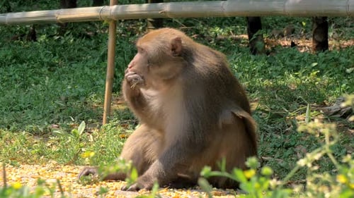 Affe im Wald, der Maiskörner isst
