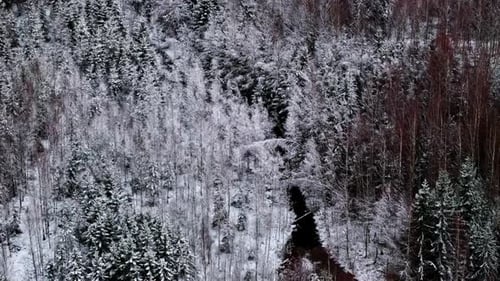 snowy forest with winding stream