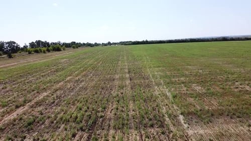 Blue Tractor O.A. Planting Canola On No Till Field