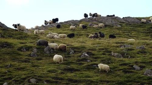 Herd of Sheeps Walking on the Field Between Mountains and Hills Nice and Beautiful Animals in