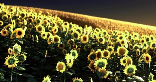 Sunflowers Blooming in a Vibrant Field During Sunset in Summer