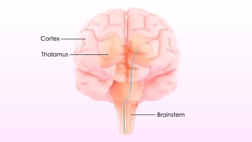 Animated Human Brain Anatomy With Labeled Neural Pathway