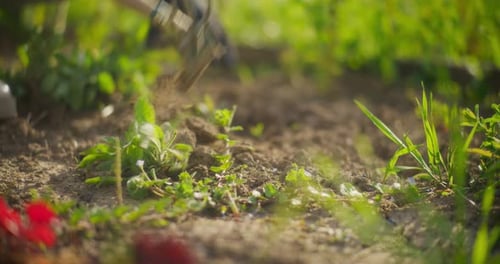 Woman Hoeing Weeds In Garden