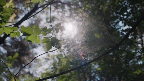 Sonnenlicht, das durch Blätter scheint und sich im Spinnennetz im Wald spiegelt