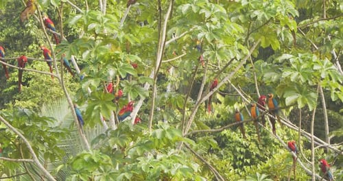 Huge lively group of perched noisily in a tree in morning, filling the air with vibrant colors.