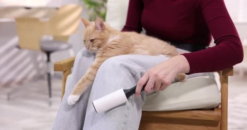 Woman Using Lint Roller on Cat in Chair