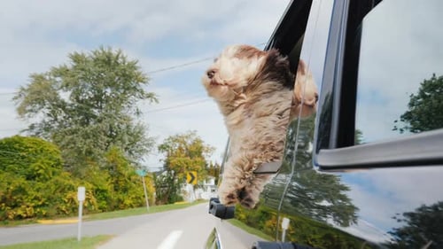 Happy Dog Rides in Car with Head Out Window