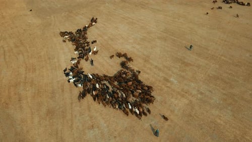 Herd of sheep standing in the field from drone camera