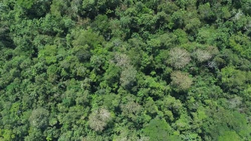 Amazon jungle from above