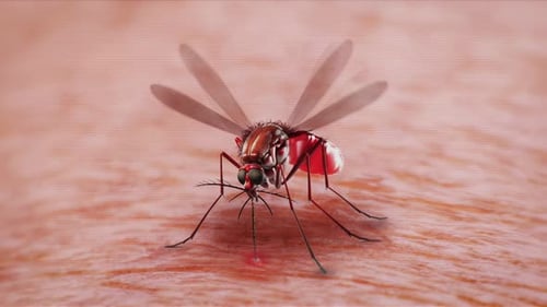 Mosquito Bite animation loop 4k resolution