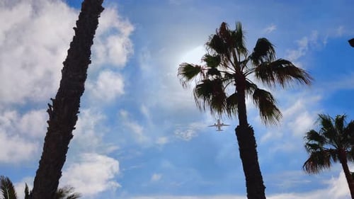 Commercial airplane flies over palm trees in Fuerteventura, Canary Islands, Spain