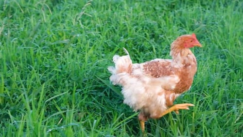 Funny Brown or Red Chicken Walking in the Long Grass in the Garden