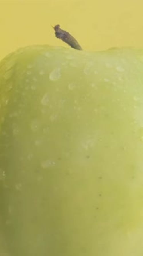 Close Up of Wet Green Apple in Studio