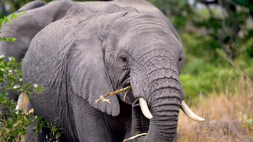 Young African elephant female feeding on vegetation of Ngorongoro wildlife preserve in Tanzania with