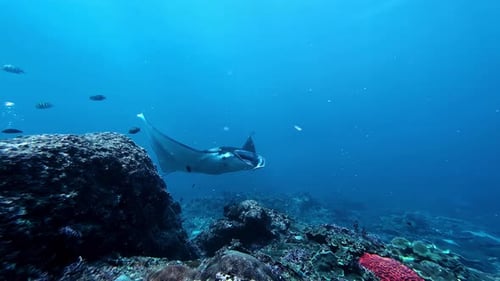 Manta Raya en Cámara lenta sobre un arrecife de coral en aguas azules profundas en Bali