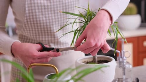 Frau kümmert sich zu Hause um die Dracaena-Zimmerpflanze im Topf