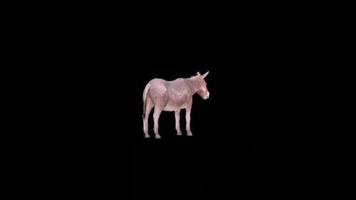 Realistic 3D Donkey Turning Around on Transparent Background