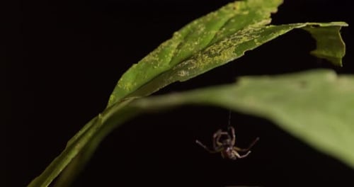 Jumping spider on leaf close up at night