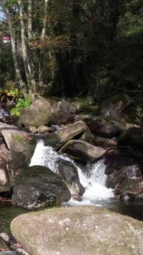 Vertical Video Stream of water between rocks and moss in a verdant forest