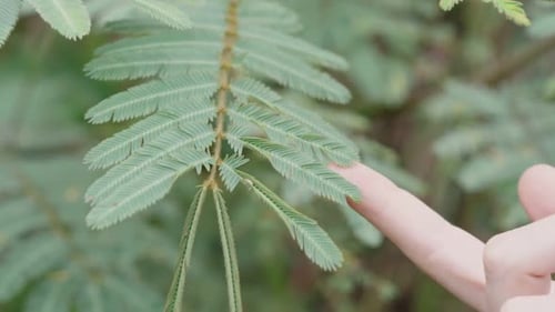 Green Mimosa plant touched by a woman's hand