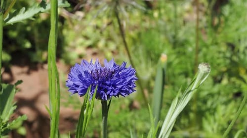 Bleuet bleu (Centaurea cyanus) et bourgeon sur fond vert
