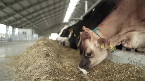 Cows on a diary farm eating. Cattle of cows
