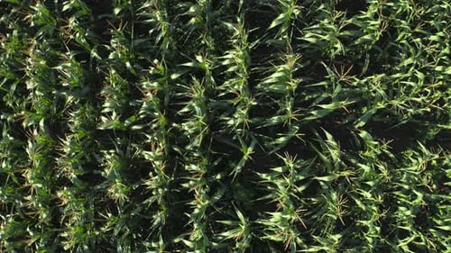 Aerial view of a lush green corn field with rows of healthy crops