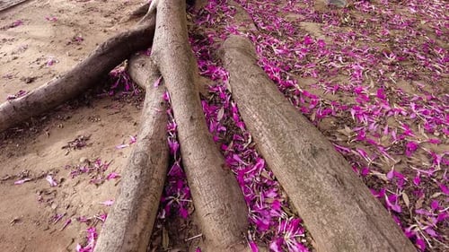 Bare Tree Roots Covered in Pink Petals