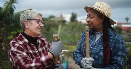 Multiracial senior women doing working together at local vegetables garden