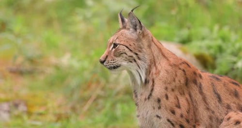 The Eurasian lynx (Lynx lynx) in the forest.