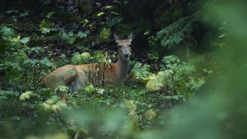 Deer looking at the camera in the woods