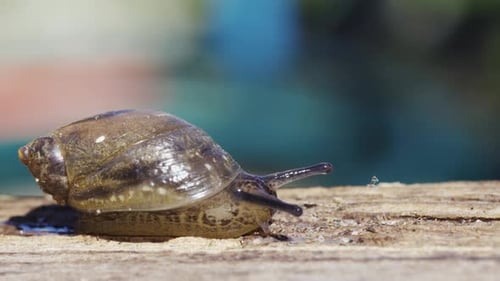Schnecke unter der Sonne, kriecht auf einem Holzstab. Makro.