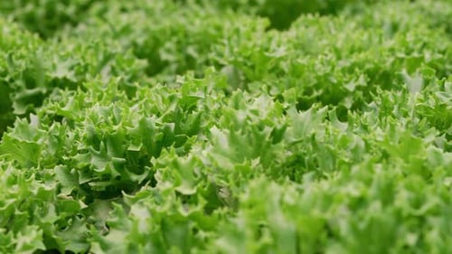Hydroponic Farm with Rows of Fresh Green Lettuce Growing in Greenhouse Agriculture Farming Organic