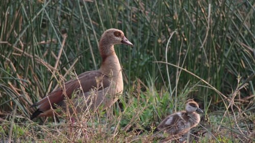 Egyptian Goose With Its Goslings Walking Among Wild Grasses. Close up
