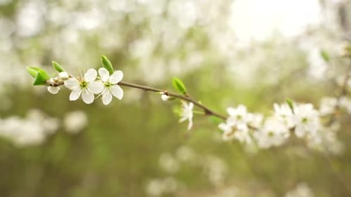 Branch with wild apple flowers.