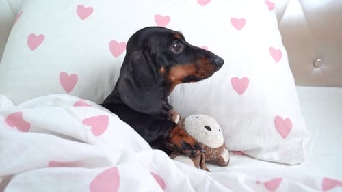 Resting Dachshund Dog With Stuffed Animal in Bed