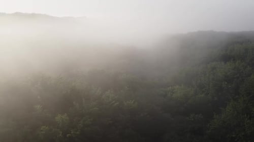 Quadcopter-Video von Sonnenlicht, das den Morgennebel über einem üppigen Wald durchdringt