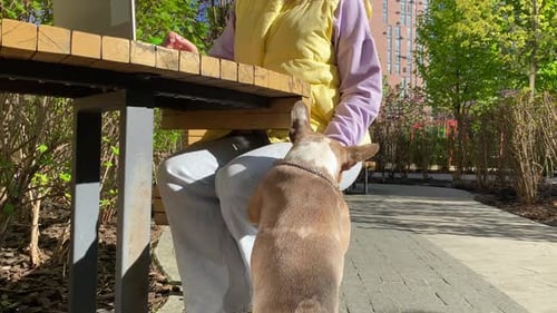 Urban Dog Playing with Pet Owner While She Works Outdoors