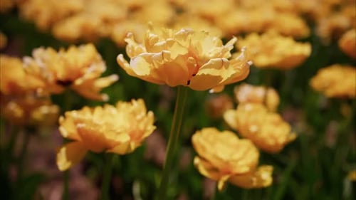Yellow Tulips Blooming in a Sunny Garden