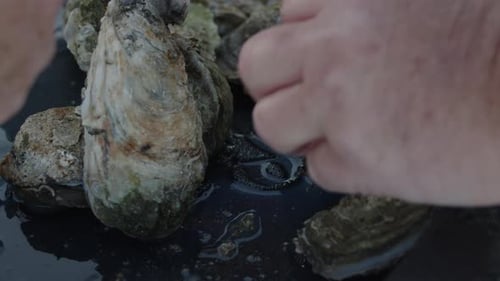 Opening Fresh Oysters on Tray Close Up