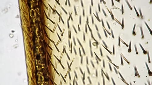 Microscope Footage of Hairy Honeybee Wing Under 400x on Bright Field Filmed in Static
