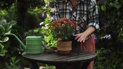 Female Hands Repotting Flowering Plant in Summer Backyard Garden