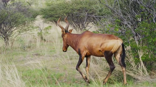 Lone Red Hartebeest Walking with Majestic Horns Through Tall Green Grass and Thorny Bushes of Arid