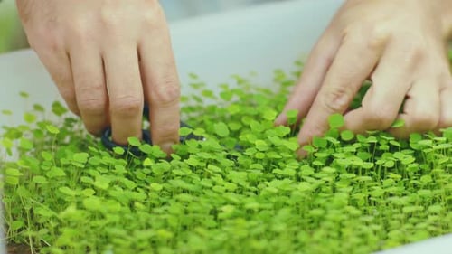 Glose Up Young Hands Man Cut Leaf on Microgreen Pot Business Healthy Vegan Nutrition Organic