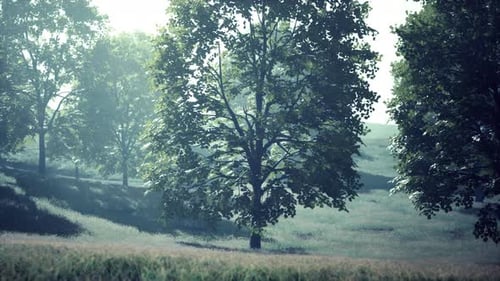 Green Trees in Park and Sunlight