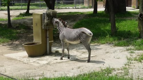 Standing Zebra eating in a near a food stand in a zoo on a sunny day
