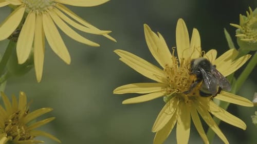 Closeup of a bee pollinating a wild flower and then flying away in slow motion.