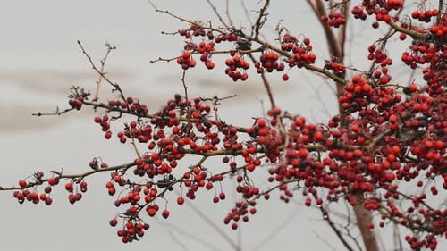 Vibrant and Striking Red Berries are Resting on Branches Set Against a Soft Blurred Background